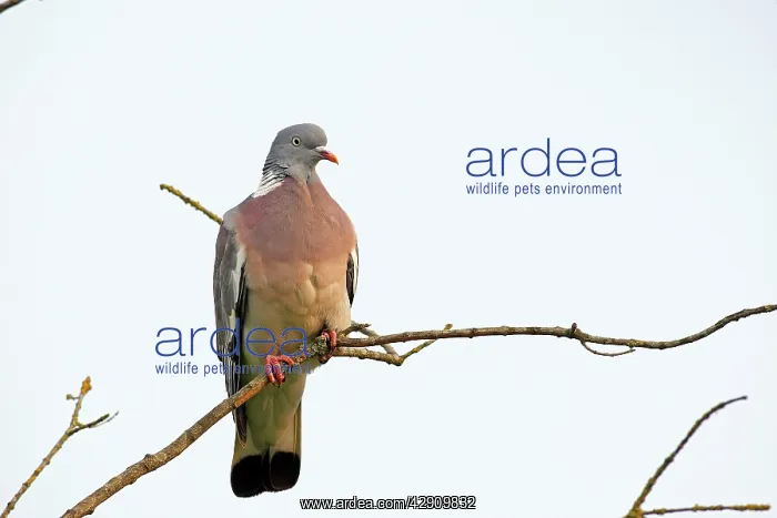 : Wood pigeon - perched in tree : Wood pigeon - perched in tree