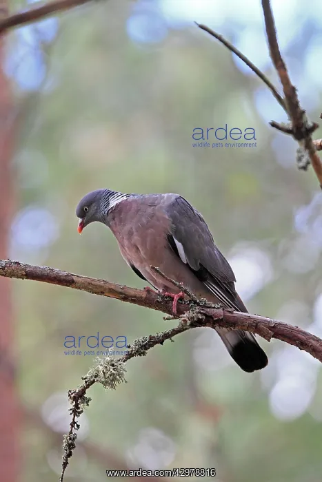  : Wood Pigeon - perched in tree