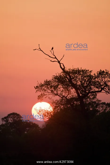 : Wood Pigeon - silhouetted at sunset : Wood Pigeon - silhouetted at sunset