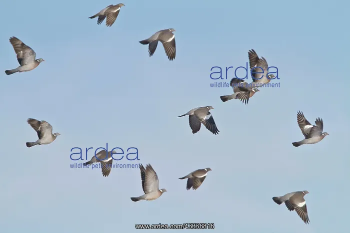: Wood Pigeon - small flock in flight : Wood Pigeon - small flock in flight