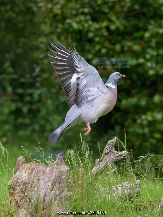 : Wood pigeon taking flight from tree stump : Wood pigeon taking flight from tree stump