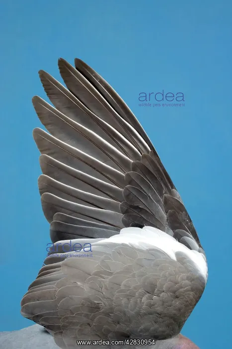 : Wood Pigeon - wing of dead bird showing feather arrangement : Wood Pigeon - wing of dead bird showing feather arrangement