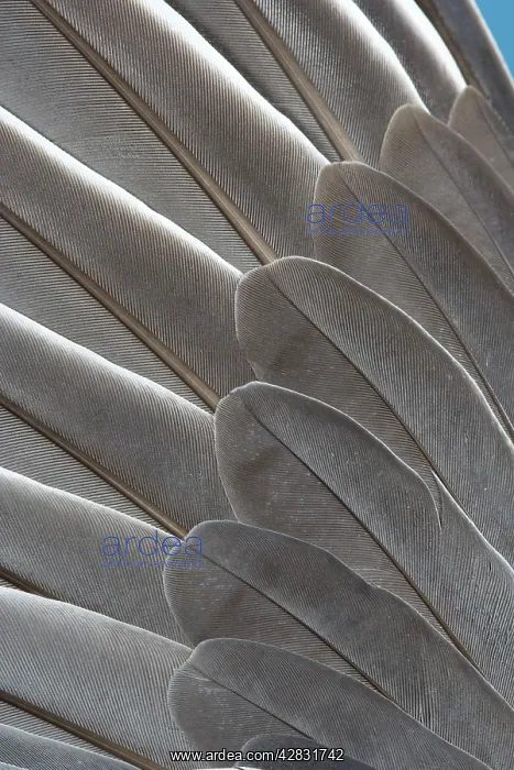 : Wood Pigeon - wing of dead bird showing feather arrangement : Wood Pigeon - wing of dead bird showing feather arrangement