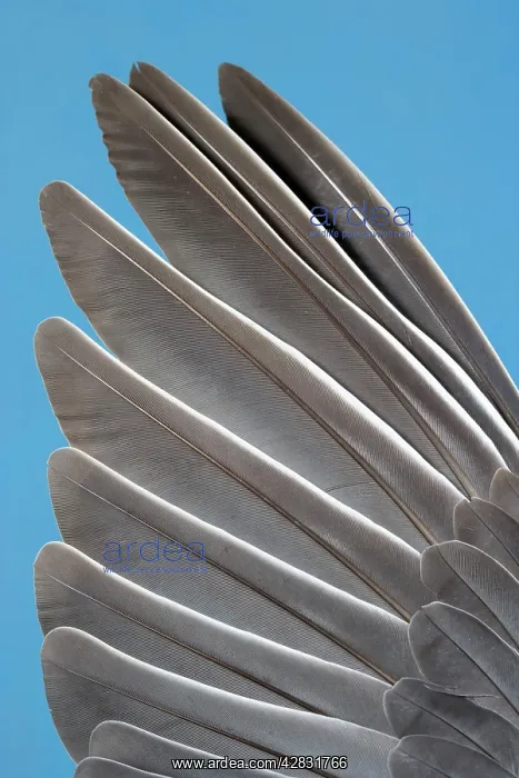 : Wood Pigeon - wing of dead bird showing feather arrangement : Wood Pigeon - wing of dead bird showing feather arrangement