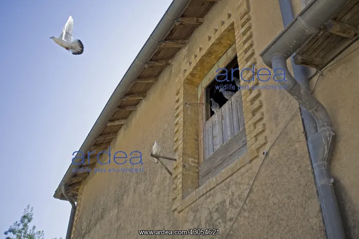 : Wood pigeons and doves in Provence France : Wood pigeons and doves in Provence France