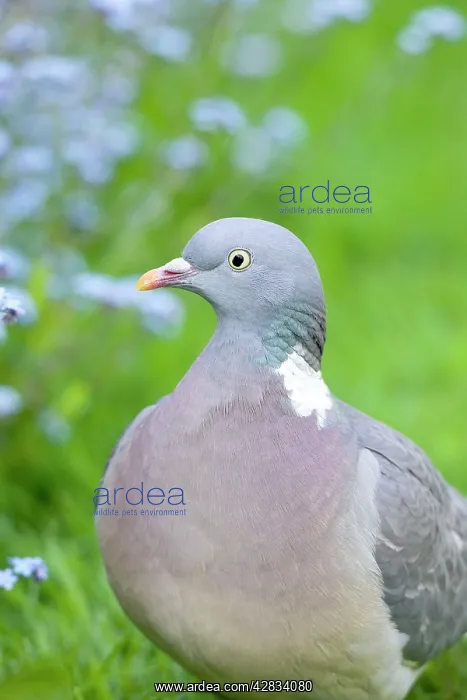 : Wood Pigeons In garden with Forget-me-nots behind : Wood Pigeons In garden with Forget-me-nots behind