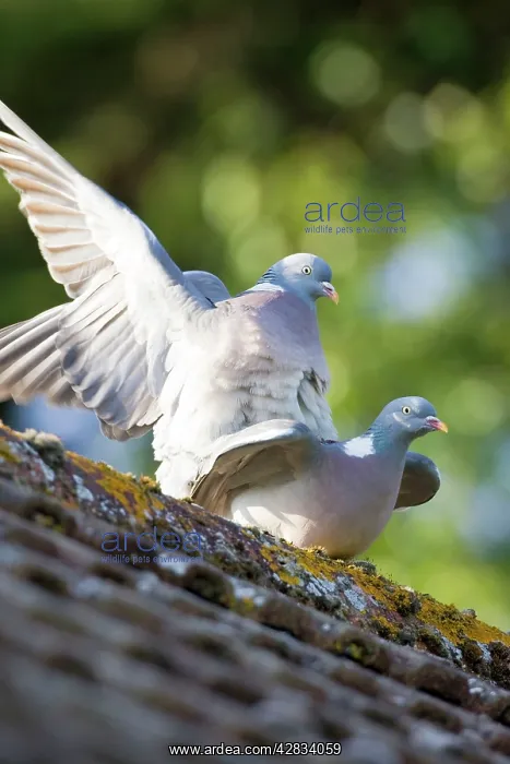 : Wood Pigeons Mating : Wood Pigeons Mating