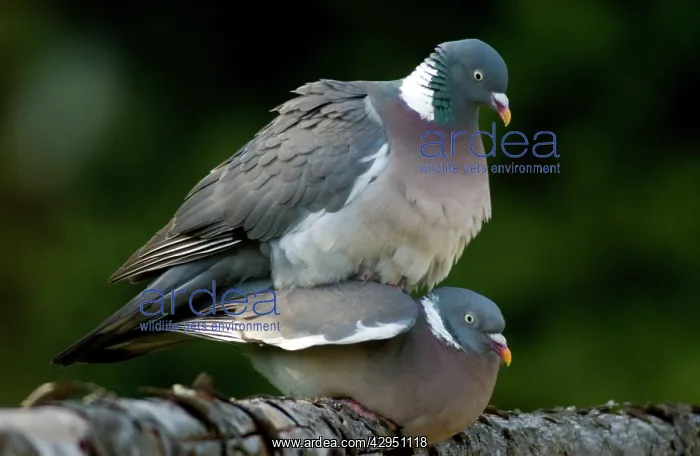 : Wood Pigeons - mating : Wood Pigeons - mating