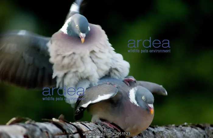 : Wood Pigeons - mating : Wood Pigeons - mating