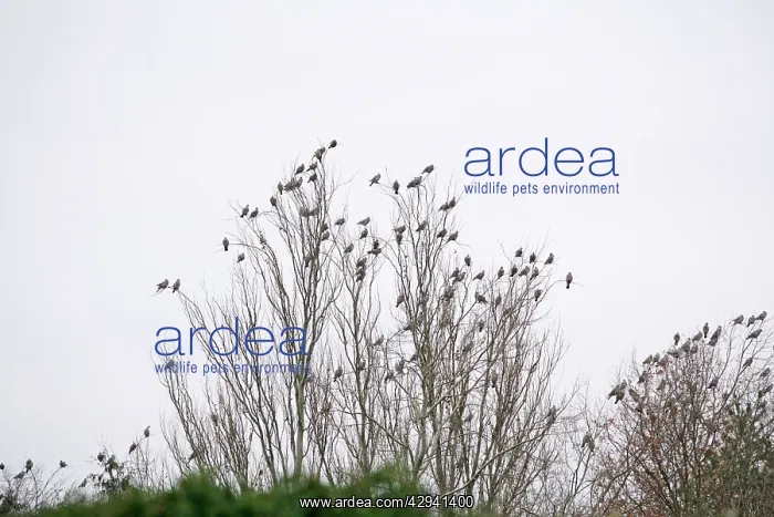 : Wood Pigeons - roosting : Wood Pigeons - roosting