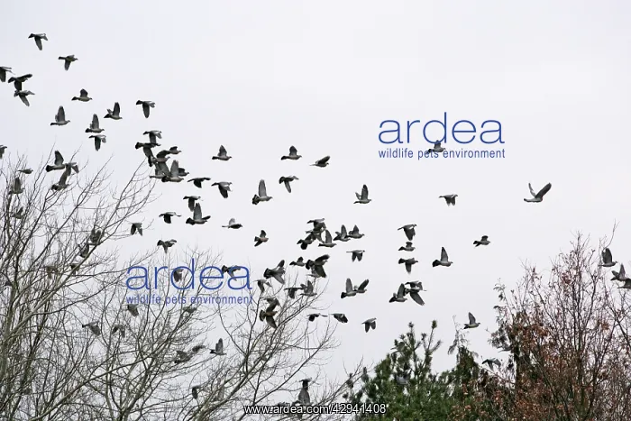 : Wood Pigeons - roosting : Wood Pigeons - roosting
