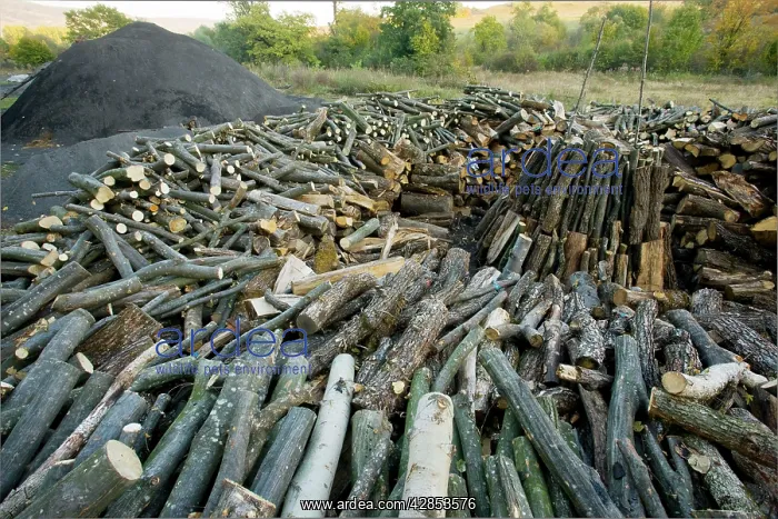 : Wood-pile in the traditional charcoal-burner's yard : Wood-pile in the traditional charcoal-burner's yard