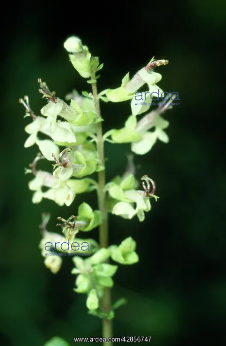  : WOOD SAGE
