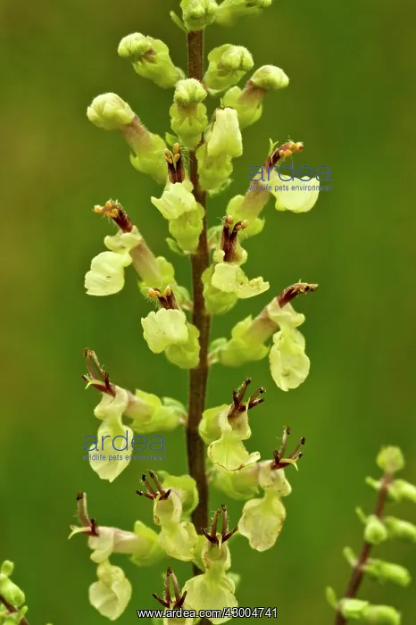 : Wood Sage - close up of flowers : Wood Sage - close up of flowers