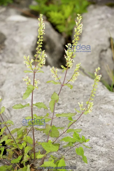 : Wood Sage - in flower, on limestone pavement