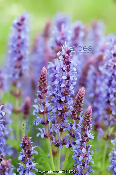 : Wood sage, Salvia x sylvestris Blauhugel : Wood sage, Salvia x sylvestris Blauhugel