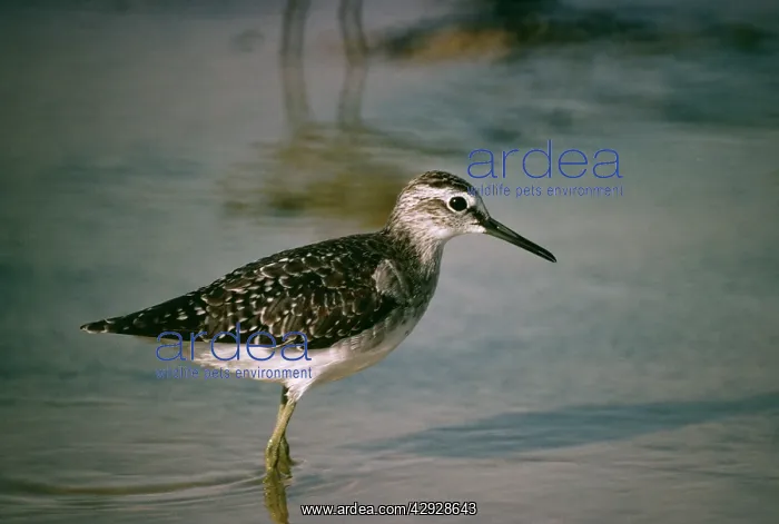  : Wood SANDPIPER