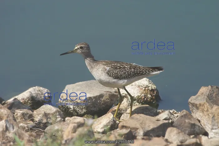: Wood Sandpiper : Wood Sandpiper