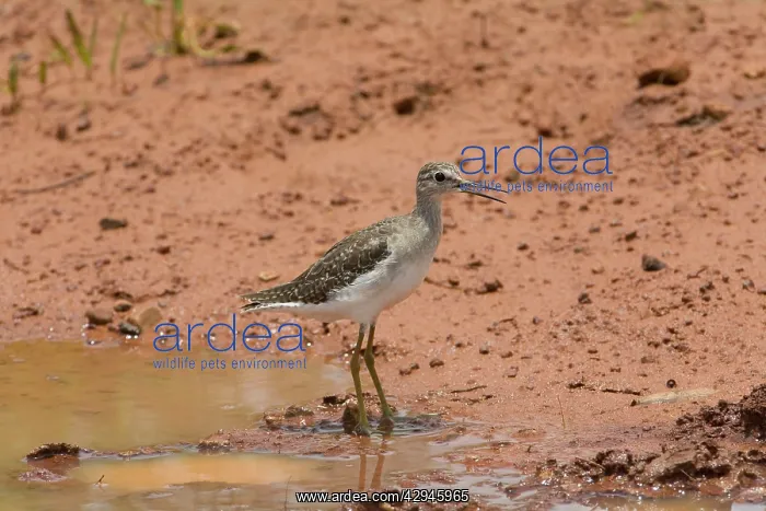 : Wood Sandpiper : Wood Sandpiper