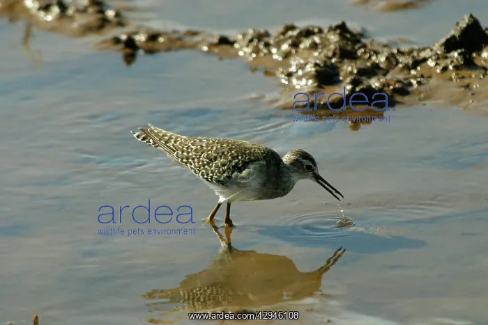 : Wood Sandpiper : Wood Sandpiper