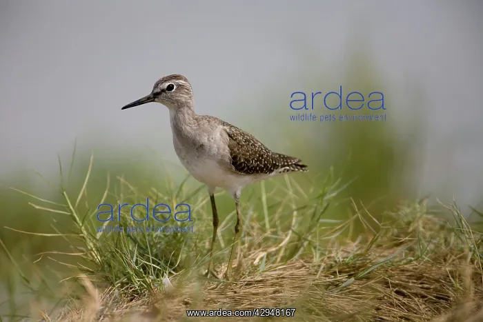  : Wood Sandpiper