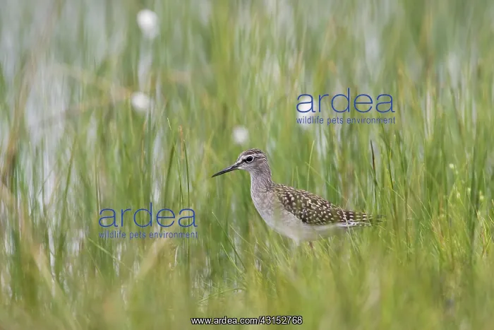 : Wood Sandpiper : Wood Sandpiper