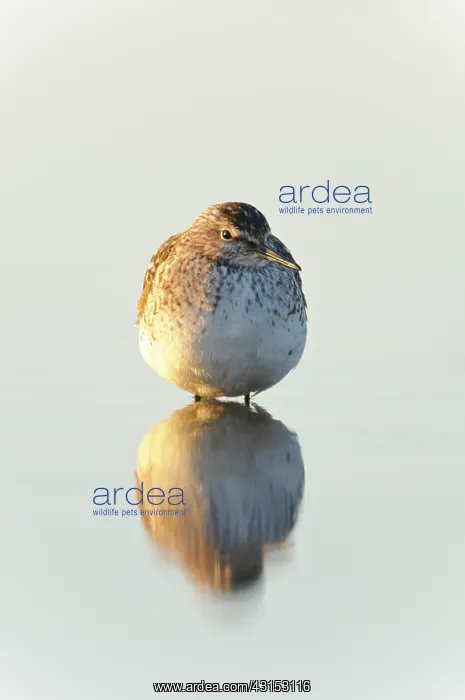 : Wood Sandpiper : Wood Sandpiper
