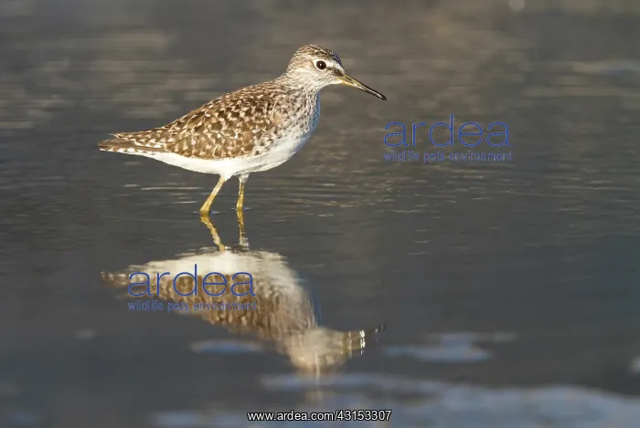 : Wood Sandpiper : Wood Sandpiper