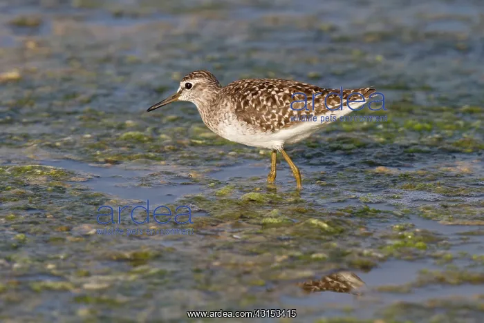 : Wood Sandpiper : Wood Sandpiper