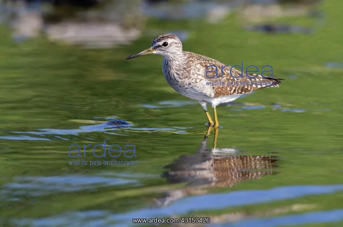 : Wood Sandpiper : Wood Sandpiper
