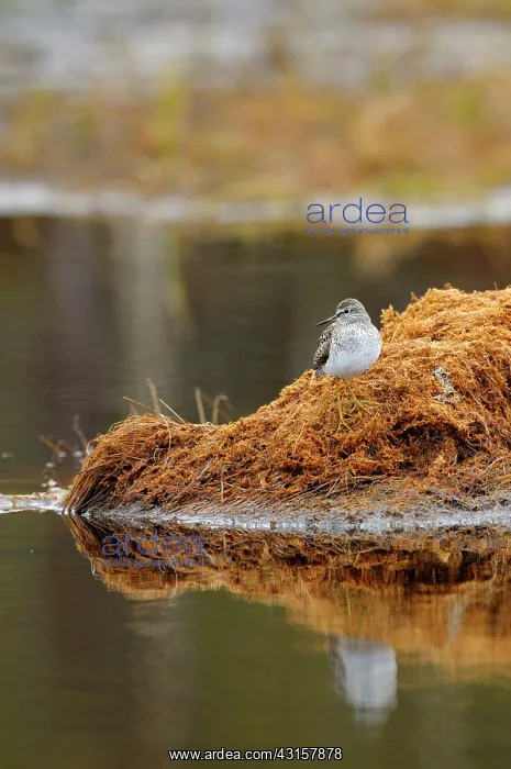 : Wood Sandpiper : Wood Sandpiper