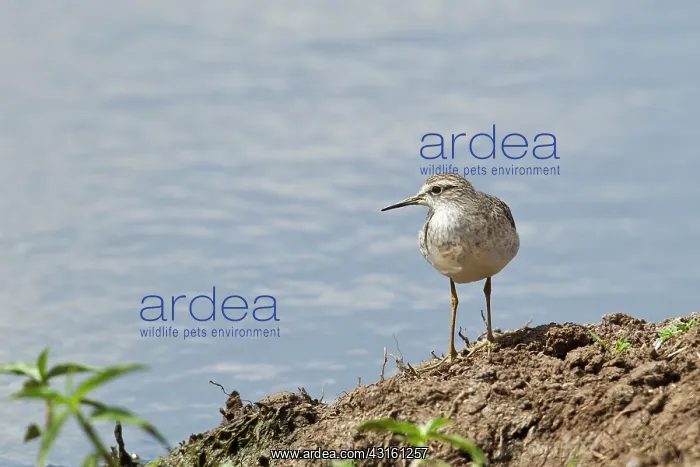 : Wood Sandpiper : Wood Sandpiper
