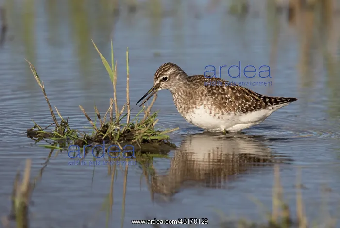: Wood Sandpiper : Wood Sandpiper