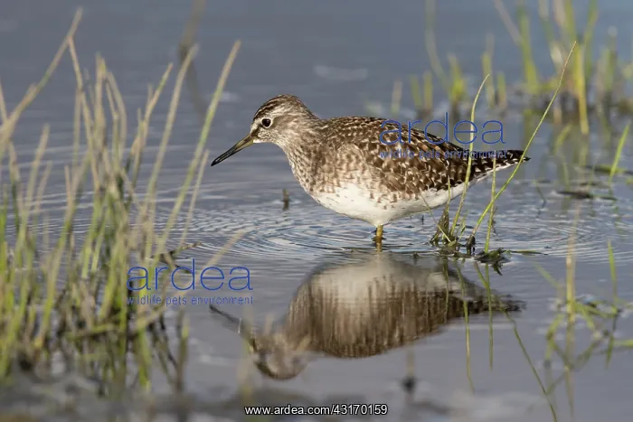 : Wood Sandpiper : Wood Sandpiper