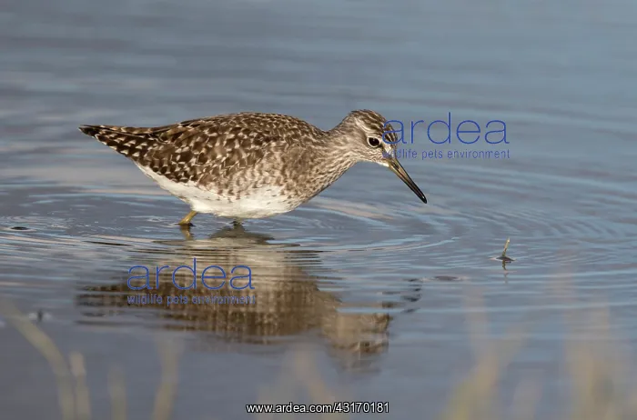 : Wood Sandpiper : Wood Sandpiper