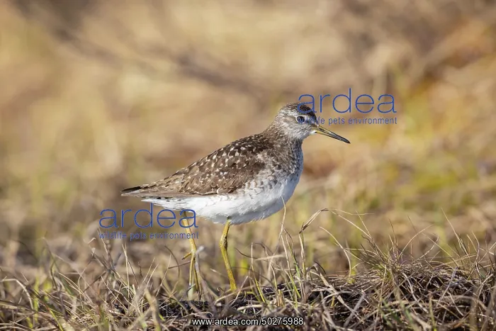 : Wood Sandpiper : Wood Sandpiper