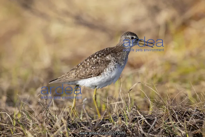 : Wood Sandpiper : Wood Sandpiper