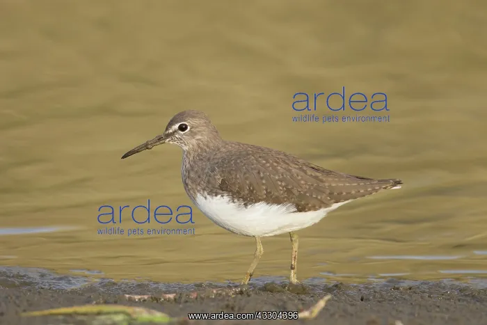 : Wood Sandpiper - adult bird - Germany : Wood Sandpiper - adult bird - Germany