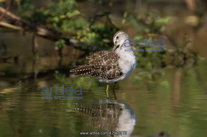 : Wood Sandpiper preening : Wood Sandpiper preening
