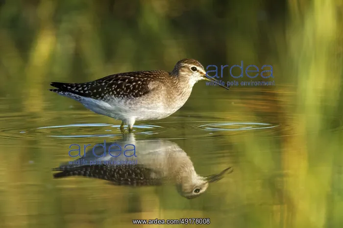 : Wood Sandpiper (Tringa glareola) : Wood Sandpiper (Tringa glareola)