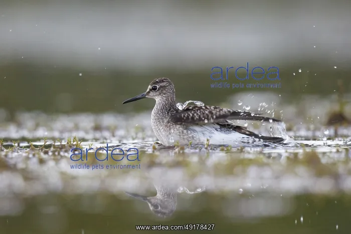 : Wood Sandpiper (Tringa glareola) bathing : Wood Sandpiper (Tringa glareola) bathing