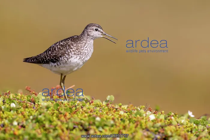 : Wood Sandpiper (Tringa glareola) in breeding area : Wood Sandpiper (Tringa glareola) in breeding area