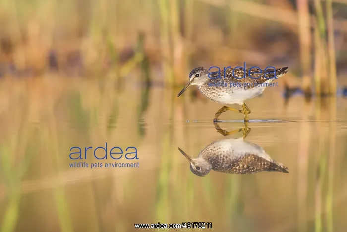 : Wood Sandpiper (Tringa glareola) foraging, Poland : Wood Sandpiper (Tringa glareola) foraging, Poland