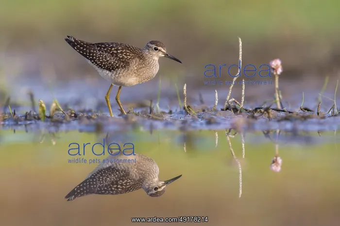 : Wood Sandpiper (Tringa glareola) foraging, Poland : Wood Sandpiper (Tringa glareola) foraging, Poland