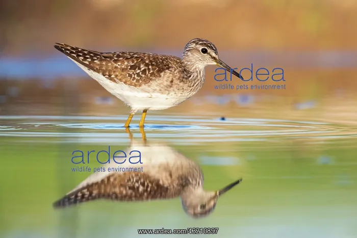 : Wood Sandpiper (Tringa glareola), side view of an : Wood Sandpiper (Tringa glareola), side view of an