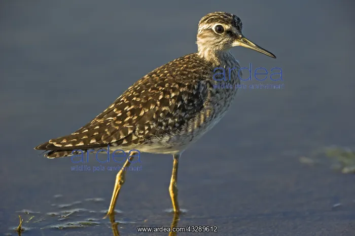 : Wood Sandpiper (Tringa glareola) walking and fo : Wood Sandpiper (Tringa glareola) walking and fo