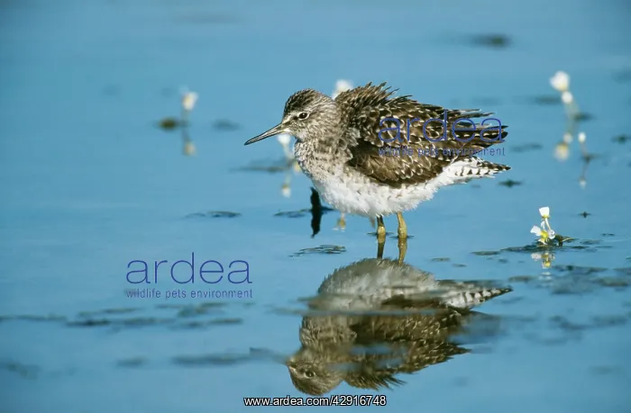 : Wood SANDPIPER - wading, side view : Wood SANDPIPER - wading, side view