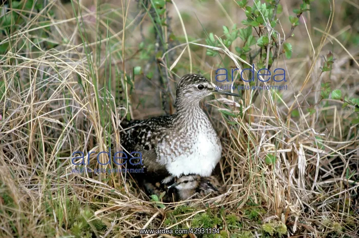 : Wood Sandpiper - with young : Wood Sandpiper - with young