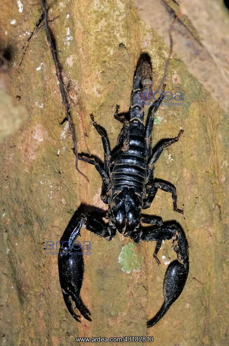 : Wood Scorpion : Wood Scorpion