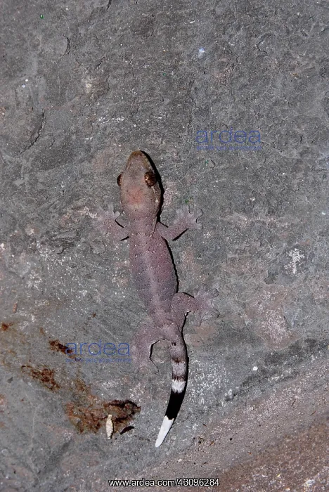: Wood Slave Gecko : Wood Slave Gecko